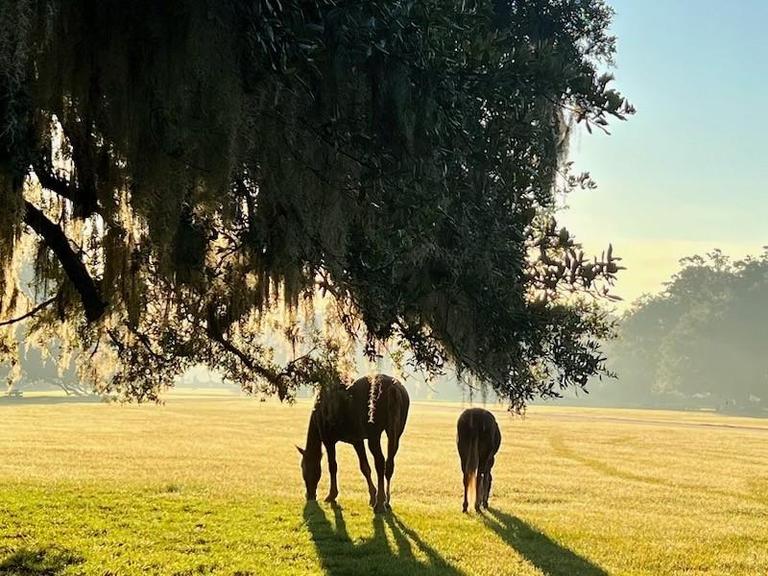 Storytime Under the Oaks
