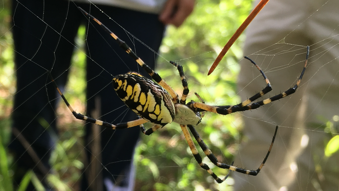 Brown Bag Lunch: Spiders