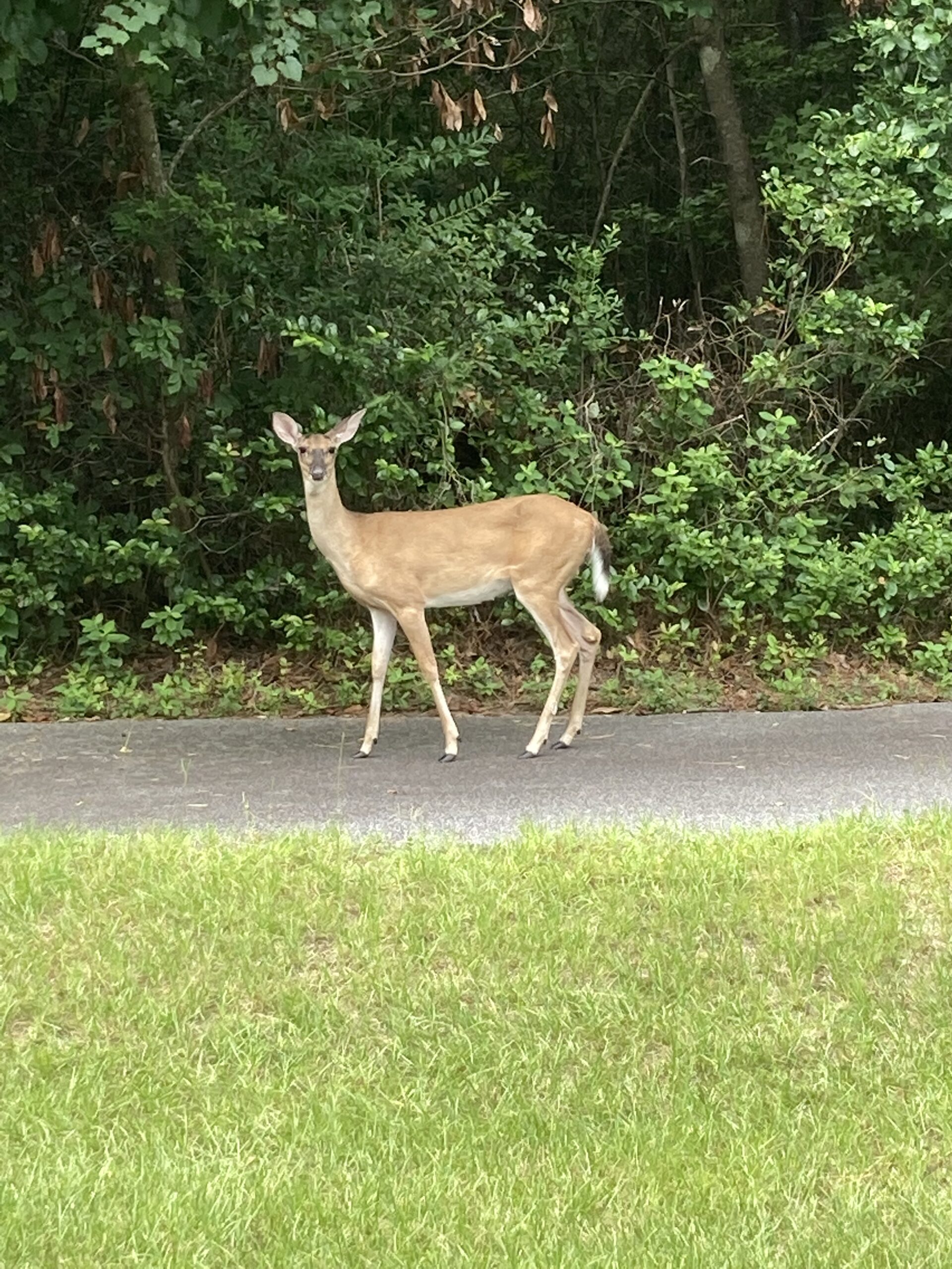 Brown Bag Lunch: White-tailed Deer
