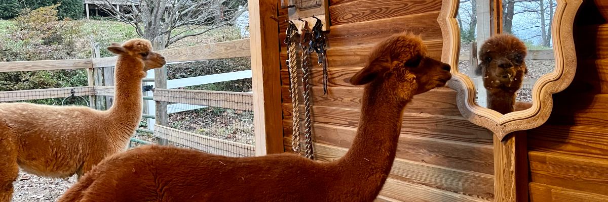 Alpaca Wine Experience with Babydoll Sheep 10/4